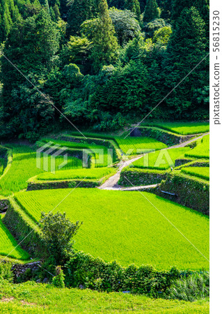 Tsuzura Rice Terrace [Ukiha City, Fukuoka Prefecture] 56815230