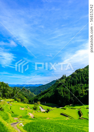 Tsuzura Rice Terrace [福岡縣浮世市] 56815242