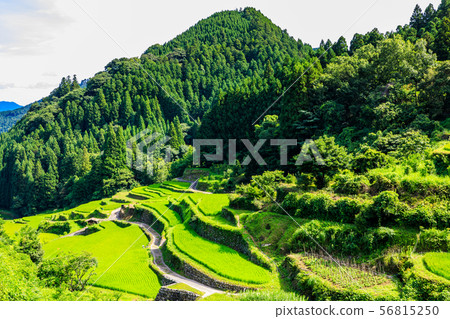 Tsuzura Rice Terrace [福岡縣浮世市] 56815250