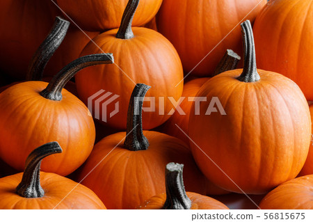 Many pumpkins background Many pumpkins background 56815675
