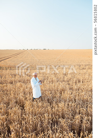 Agriculture scientist doing research in grain test field tracking data Agriculture scientist doing research in grain test field tracking data 56815802
