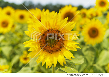 sunflower sunflower 56815999
