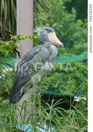 Shoebill在東京上野動物園 Shoebill在東京上野動物園 56816200
