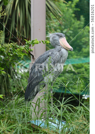 Shoebill在東京上野動物園 Shoebill在東京上野動物園 56816201