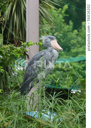 Shoebill在東京上野動物園 Shoebill在東京上野動物園 56816202