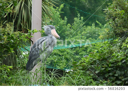 Shoebill在東京上野動物園 Shoebill在東京上野動物園 56816203