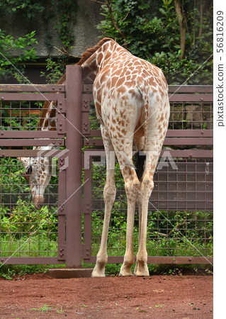 在上野動物園的長頸鹿在東京 在上野動物園的長頸鹿在東京 56816209