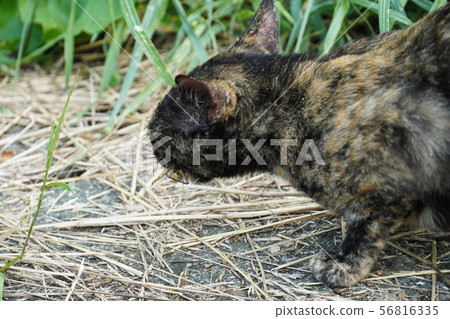 Cat, stray cat, rust pattern, rust, catching grasshopper, eating 56816335