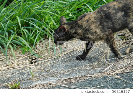 Cat, stray cat, rust pattern, rust, catching grasshopper, eating 56816337