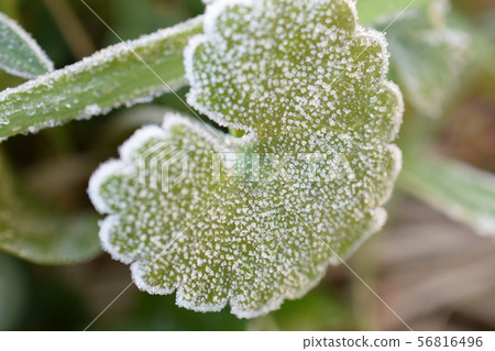 Frost Frost 56816496