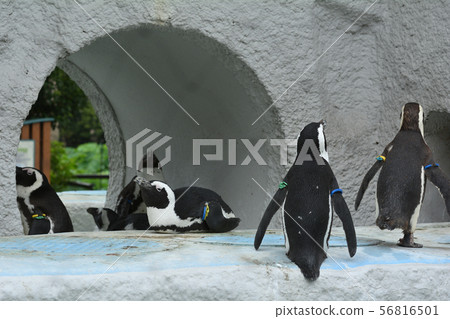 在東京上野動物園的企鵝 56816501
