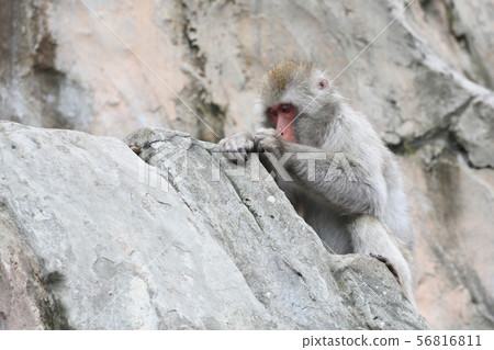 在上野動物園的日本短尾猿在東京 在上野動物園的日本短尾猿在東京 56816811