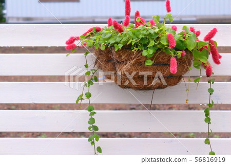Fence gardening, cattail 56816919