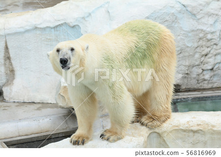 Polar bears at Ueno Zoo in Tokyo 56816969