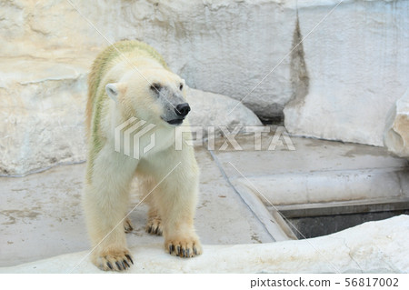 Polar bears at Ueno Zoo in Tokyo 56817002