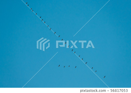 Flock Of Ducks Flying In Sunny Blue Spring Sky During Their Migration In Belarus, Russia 56817053