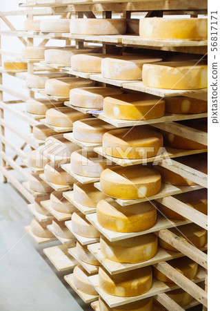 Cow milk cheese, stored in a wooden shelves Cow milk cheese, stored in a wooden shelves 56817171