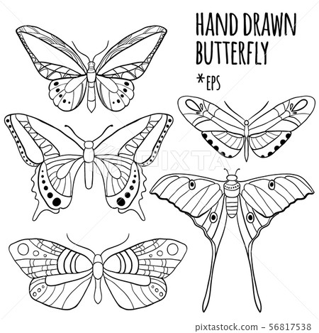Butterfly set: vector collection  56817538