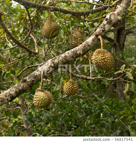 Fresh durian fruit on tree. Tropical asian fruit. 56817541