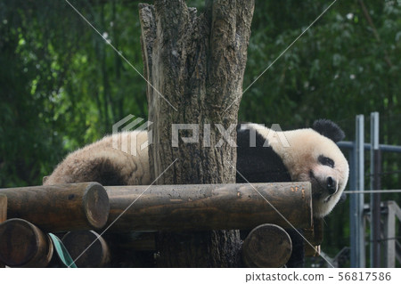 在東京上野動物園的熊貓 56817586