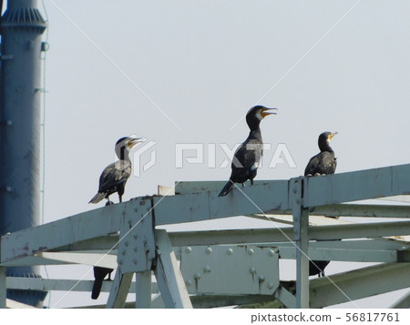 Great cormorant resting its wings on an iron bridge 56817761