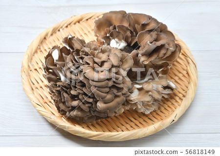 舞茸蘑菇。-照片素材（圖片） [56818149] - PIXTA圖庫