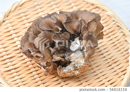 舞茸蘑菇。-照片素材（圖片） [56818158] - PIXTA圖庫