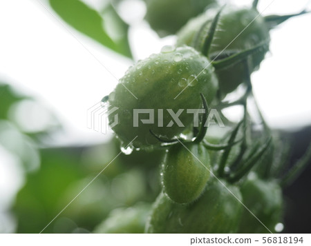 Fresh cherry tomatoes Fresh cherry tomatoes 56818194