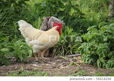 公雞 56818208