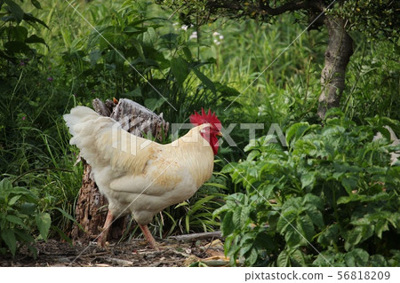 公雞 56818209