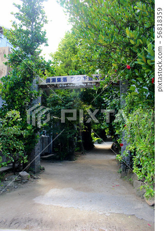 <Okinawa Prefecture> Bise Fukugi Trees 56818359