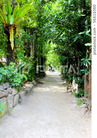 <沖繩縣> Bise Fukugi Trees <沖繩縣> Bise Fukugi Trees 56818360