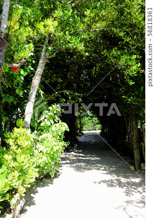 <沖繩縣> Bise Fukugi Trees 56818361