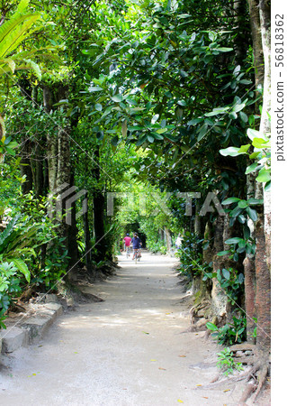 <沖繩縣> Bise Fukugi Trees 56818362