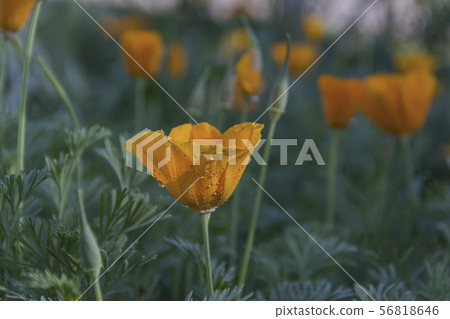 Yellow flower with raindrops in the garden Yellow flower with raindrops in the garden 56818646