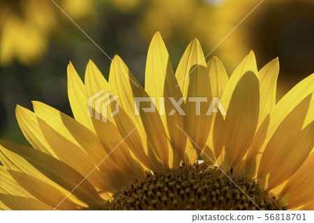 Blooming yellow sunflower close-up for the background, summer day Blooming yellow sunflower close-up for the background, summer day 56818701