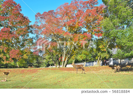Deer on autumn leaves Deer on autumn leaves 56818884