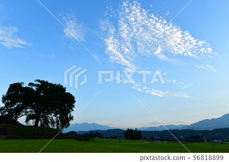 One cherry tree in rice field in Amagasaki City 56818899