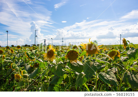 Sunflowers in the heat Sunflowers in the heat 56819155