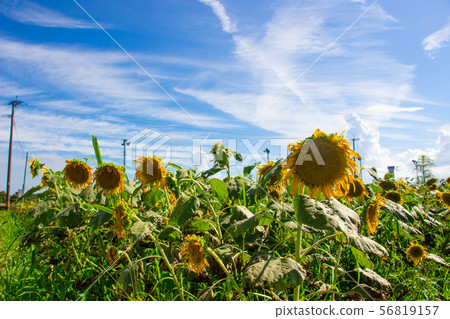 向日葵在炎熱 56819157