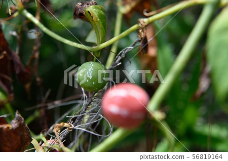 Okinawan melon 56819164