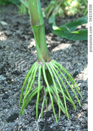 Dent corn root 56819306