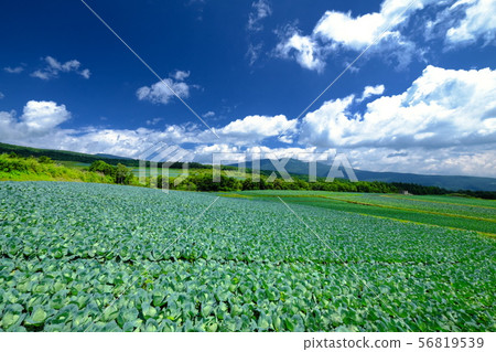 Tsumagoi Kogen白菜田 56819539