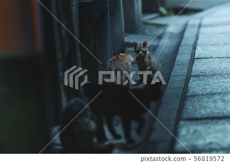 鳥居和貓 鳥居和貓 56819572