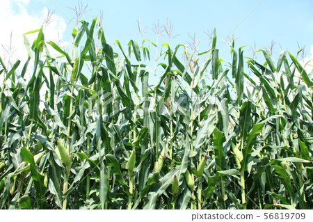 Dent Corn Moka City, Tochigi Prefecture 56819709