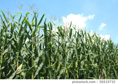 Dent Corn Moka City, Tochigi Prefecture 56819710