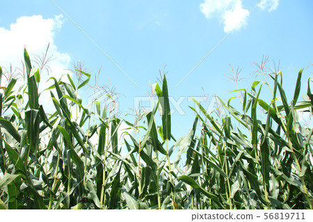 Dent Corn Moka City, Tochigi Prefecture 56819711