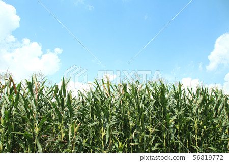 Dent Corn Moka City, Tochigi Prefecture Dent Corn Moka City, Tochigi Prefecture 56819772