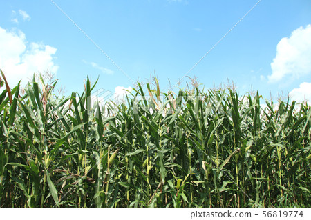 Dent Corn Moka City, Tochigi Prefecture 56819774