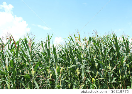 Dent Corn Moka City, Tochigi Prefecture Dent Corn Moka City, Tochigi Prefecture 56819775